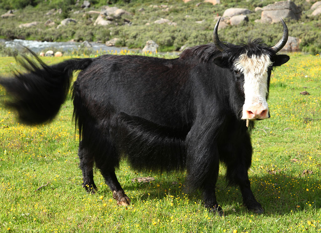 Forest Life : Yaks