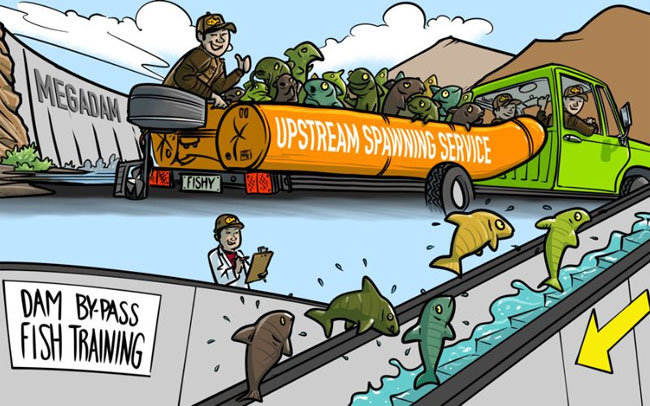 None of the Mekong megadams make allowance for the passage of migrating fish, except for Xayaburi Dam in Laos (maybe). Graphic by Franky Nieves.