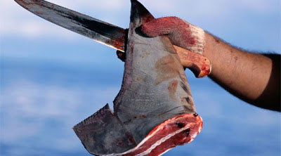 shark fin sliced off and held in human hand